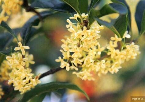 門口桂花風水|【桂花家中風水】桂花樹的風水禁忌 